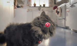 skittles cat