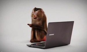 Antipa monkey